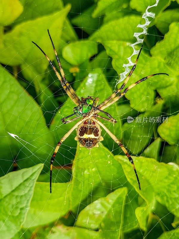 花园蜘蛛(Argiope Aurantia)